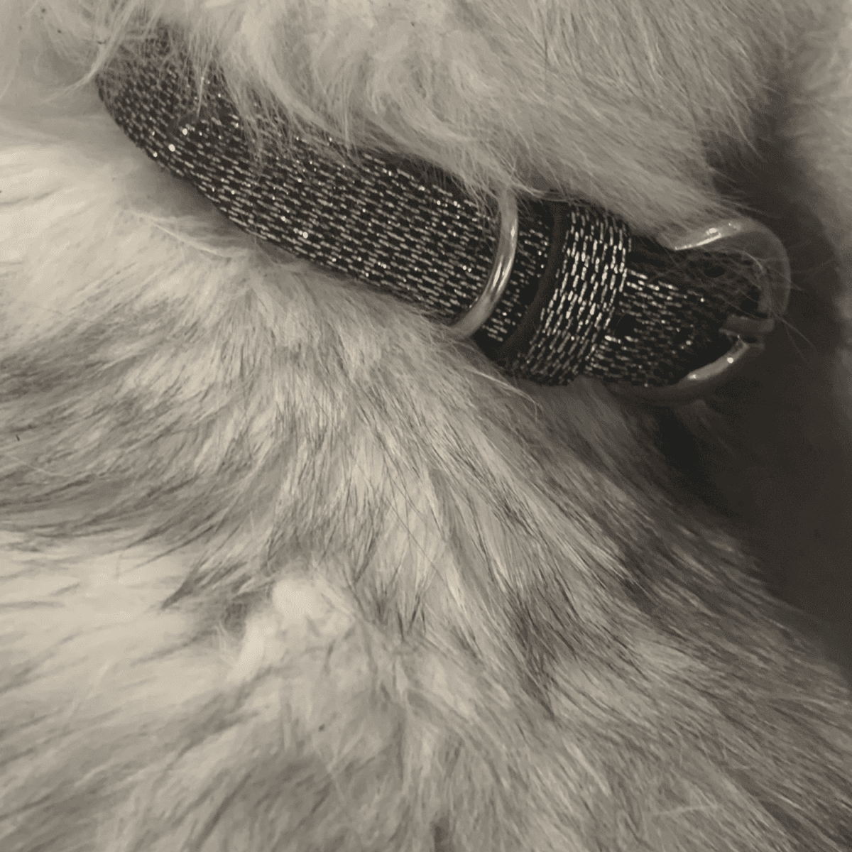 KENTIA D’ELYOU.SAH Ceinture  Chat